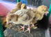 Bourbon Red Turkey poults hatched 29/5/26