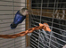 Lovebirds