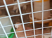 Brand new pigeon kit box with fifteen perches