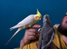 This is Donald the tame cockatiel