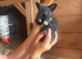 Lionhead double maned super fluffy harlequin girl