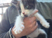 4 beautiful kittens