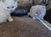 British short haired cross kittens for sale