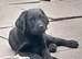 GORGEOUS GOLDENDOODLE PUPPIES 2 LEFT