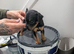 Lakeland pups