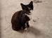 2 BOY kittens in desperate need of a family home