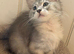 Female mainecoon kitten