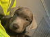 Puppy Rocco silver lab