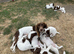 Beautiful working English springer pups for sale