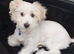 Puppy Bichon Frise