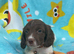 Sprocker puppies