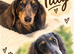 Beautiful shaded cream miniature dachshund puppies
