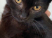 Beautiful kitten boy mix British short hair and black and white cat