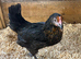 Copper Black Maran POL chickens