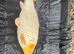 Big koi for sale