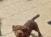 Patterdale pups (nick stevens lines)