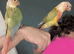 Pineapple Conure Pair - Male & Female - 18 Months Old