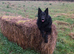 GermanShepherd Stud