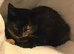 5 month old female kitten for sale