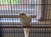 Cream Kakariki