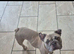 Frenchie girl