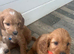 F1cockapoo very playful