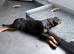 Rottweiler pup
