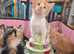 Ginger and Calico Kittens for Sale