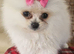 Beautiful pomeranian puppies