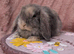 Mini lop boys