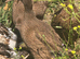 Khaki Campbell growers