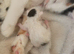 Beautiful newborn kittens ready in several weeks