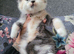 Fluffy grey female kitten