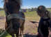 beautiful 5 year old dartmoor pony