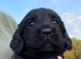 Exceptional Cocker Spaniel Puppies