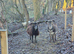 Soay sheep wethers