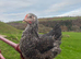 POINT OF LAY PULLETS
