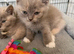 Ragdoll &British shorthair