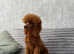 Dark Red DNA Health Tested Toy Poodle Stud