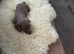 Dachshund puppies
