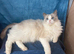 SUPER CUTE GCCF BLUE BI COLOUR RAGDOLL KITTENS.