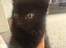 4 kittens need be rehomed asap