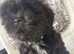 Shih tzu puppies