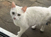 Stunning kittens (can deliver)