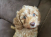Puppy Cockapoo