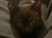 Sweet & Playful 10-Week-Old Female Kitten Seeking Loving Forever Home
