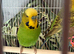 Budgies & Cage