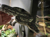 Carpet python