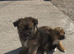 pomchi puppies.