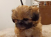 KC reg Shih Tzu / shihtzu pups ready now